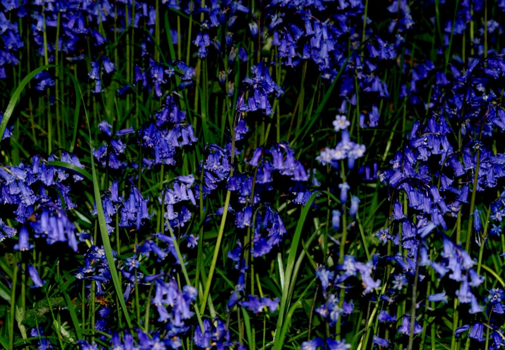 Very blue Bluebells, Bernwood Forest, Botolph Claydon, Bucks