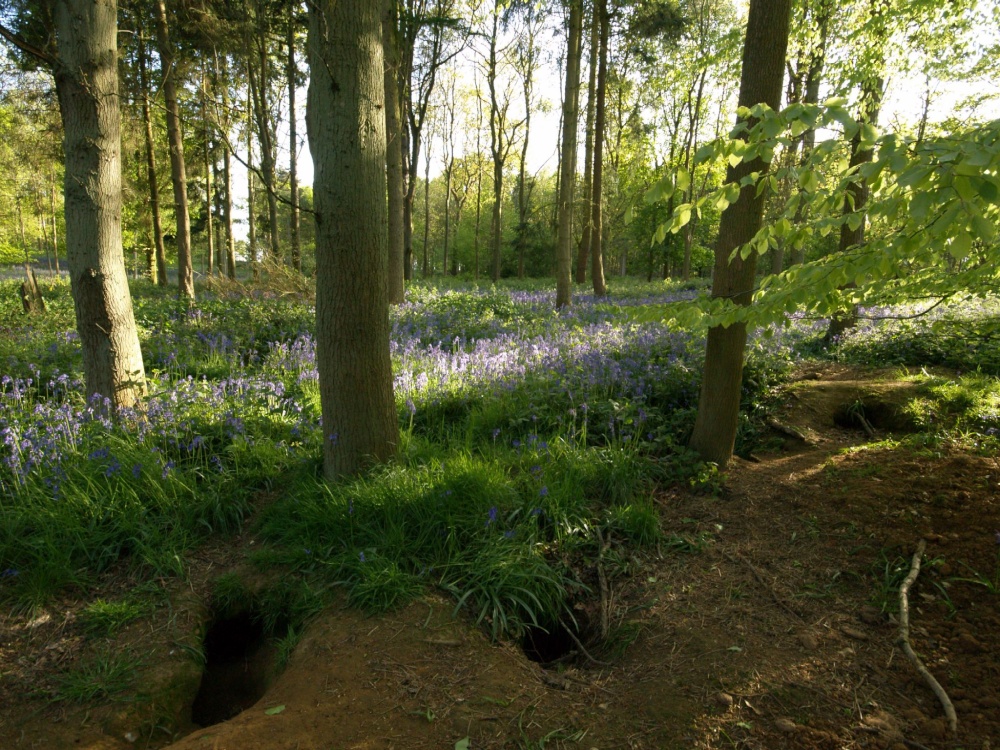 Badger sett in idyllic setting, Bernwood Forest, Botolph Claydon, Bucks