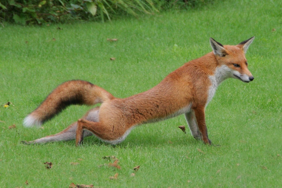 Photo of Fox in the Garden 3