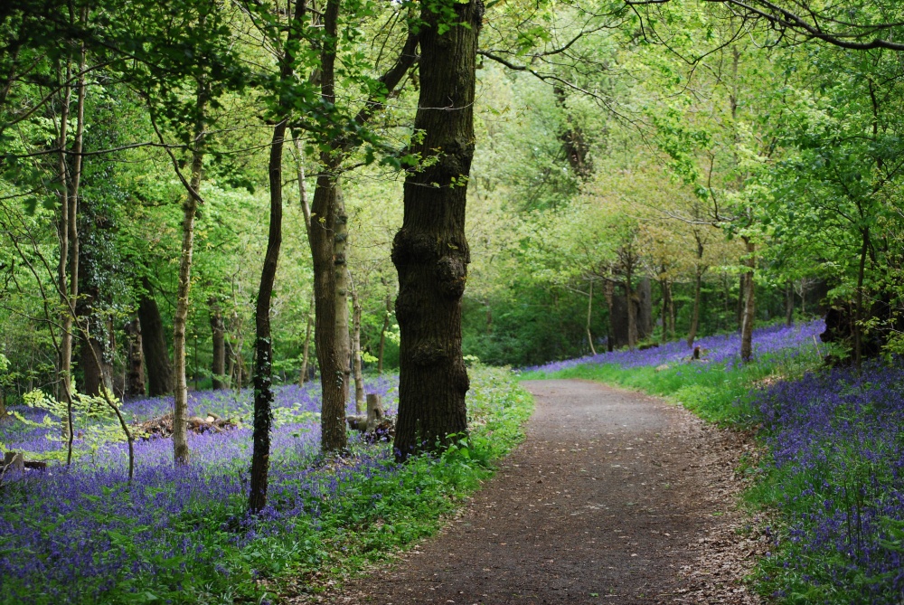 Bluebell woods