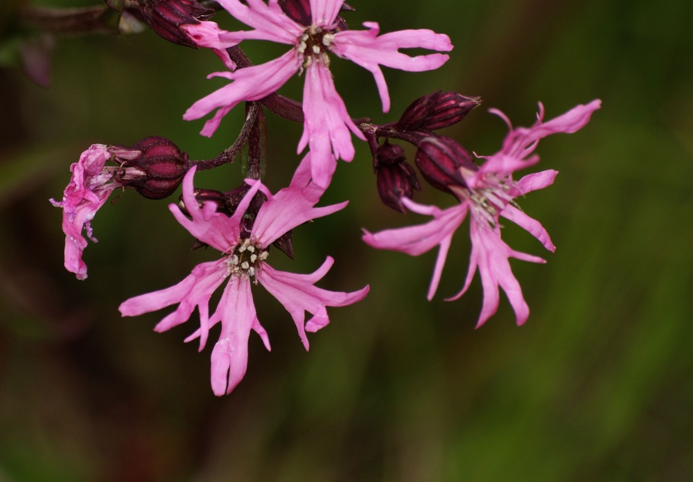Ragged Robin near Hillesden, Bucks