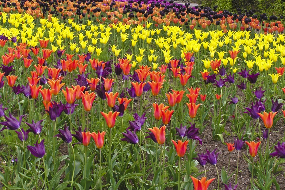 Tulips at Harlow Carr