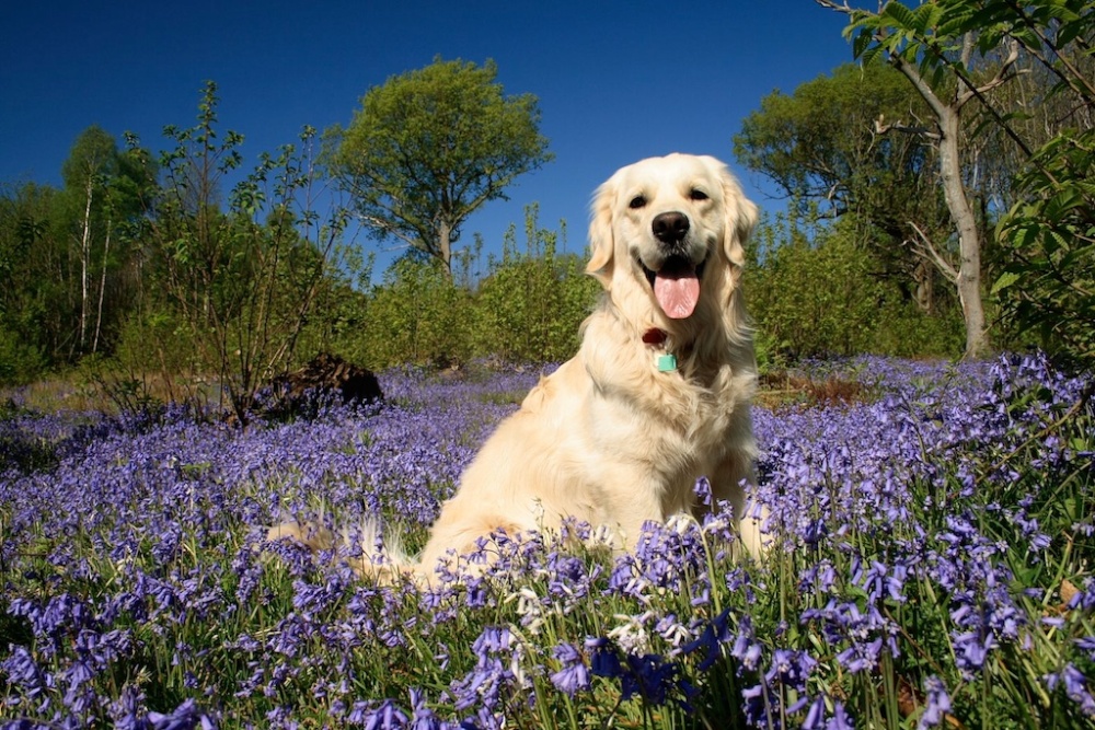 Photograph of Chester in the bluebells