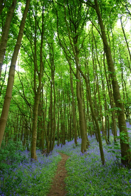 Walking through the bluebell woods