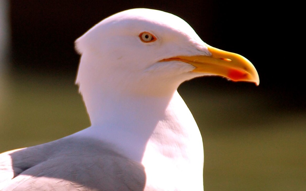 Herring Gull at Folkestone Harbour