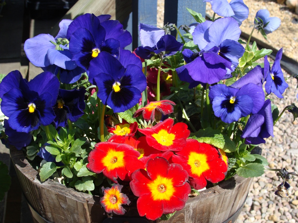 Colourful  flower display