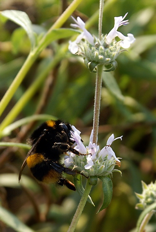 Bee at The Eden Project.