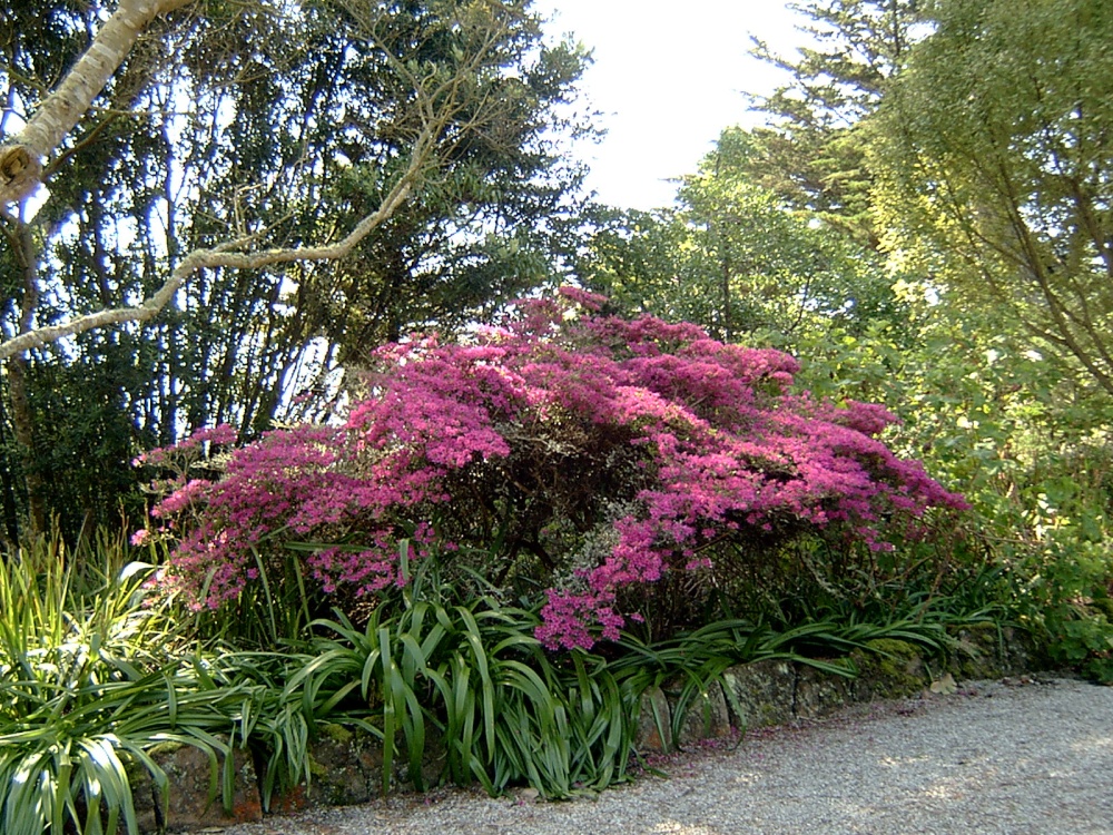 Photograph of Tresco Abbey Gardens
