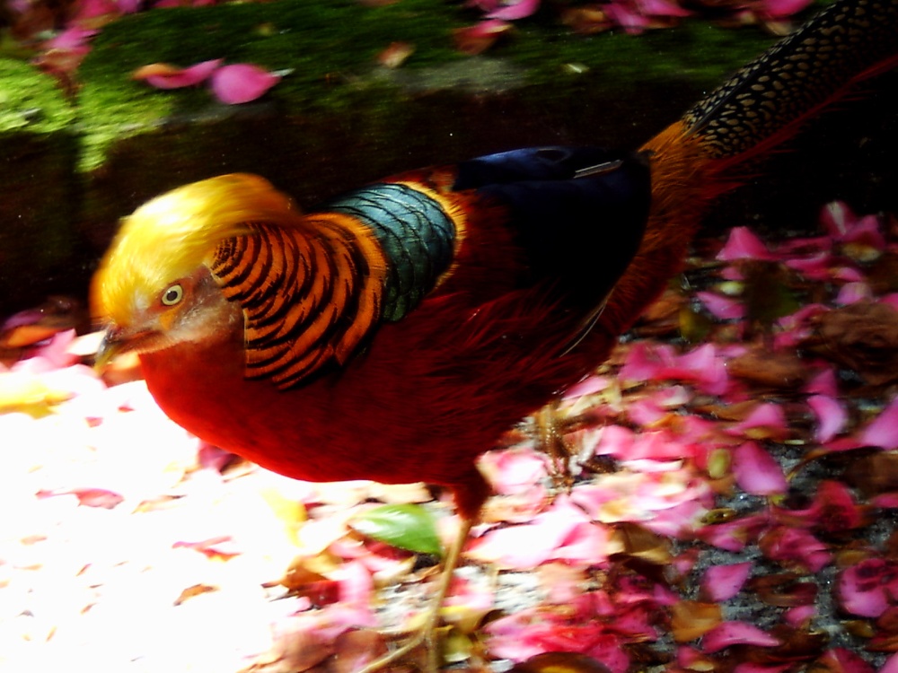 Tresco Abbey Gardens