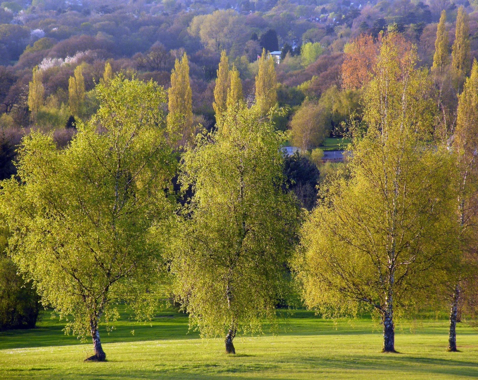 Haste Hill, Northwood Hills