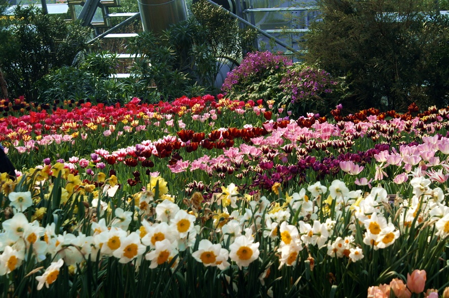 Flowers in the sub tropical zone.