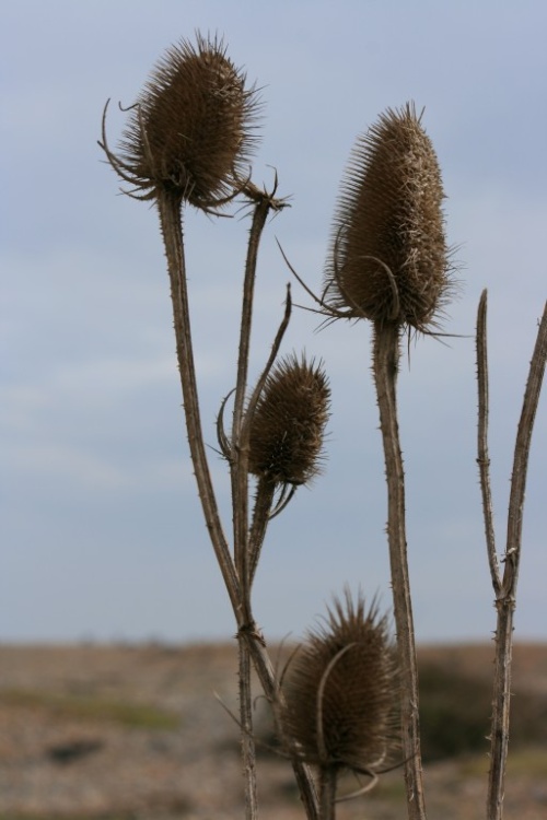 Teasels