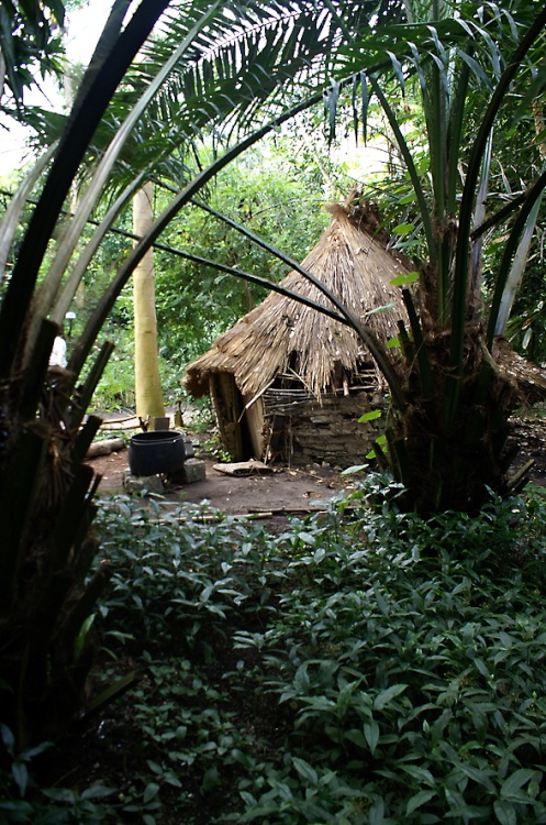 Hut in the jungle.