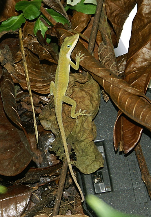Lizard seen in the undergrowth.