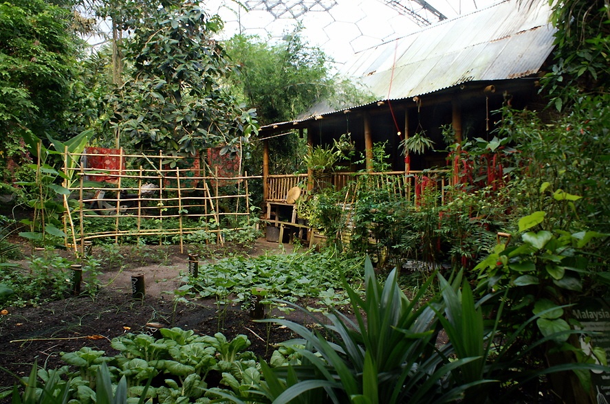 Fancy living in the tropical rain forest?