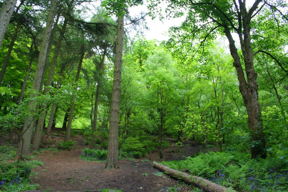 Spring Wood