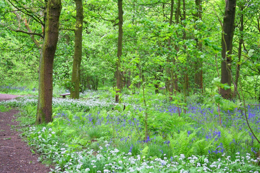 Spring Wood