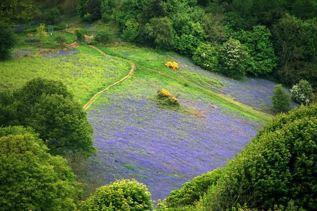 Bluebell Field, West Malvern