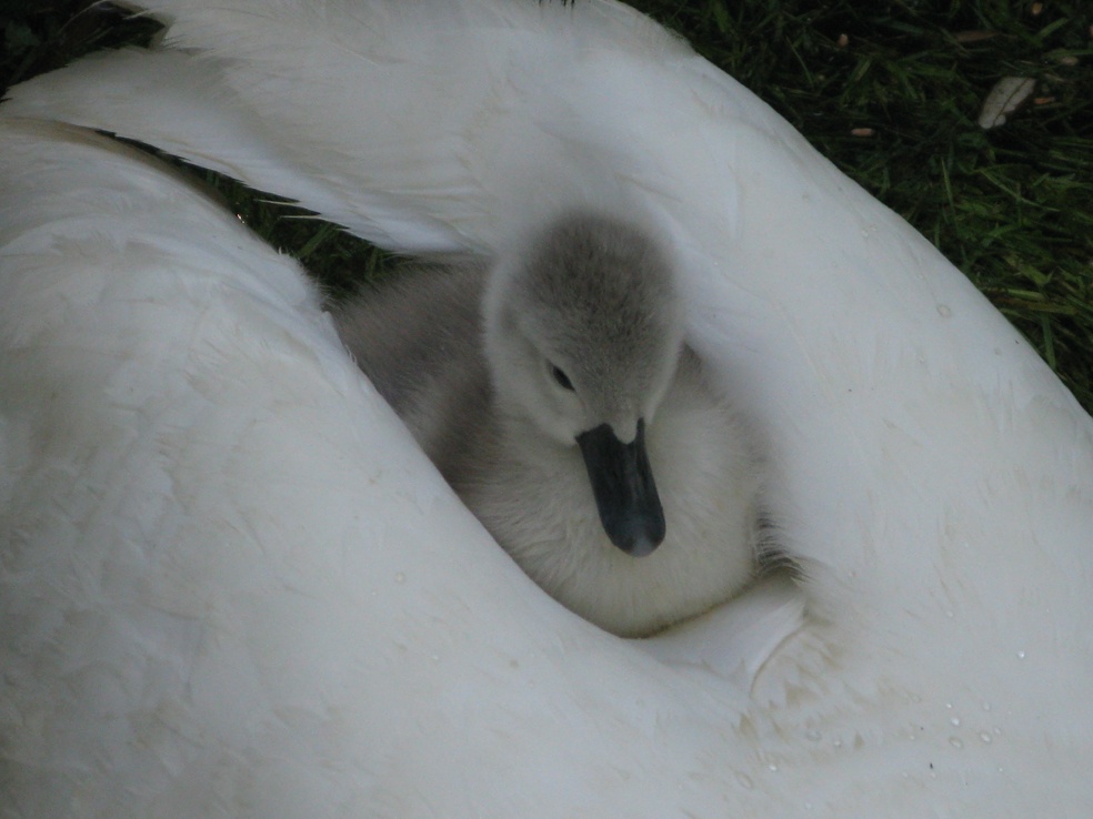 Baby Swan photo by Ted