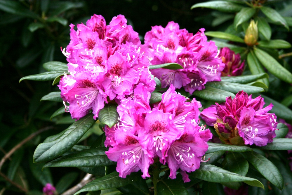 Spring Colours at Nidd.