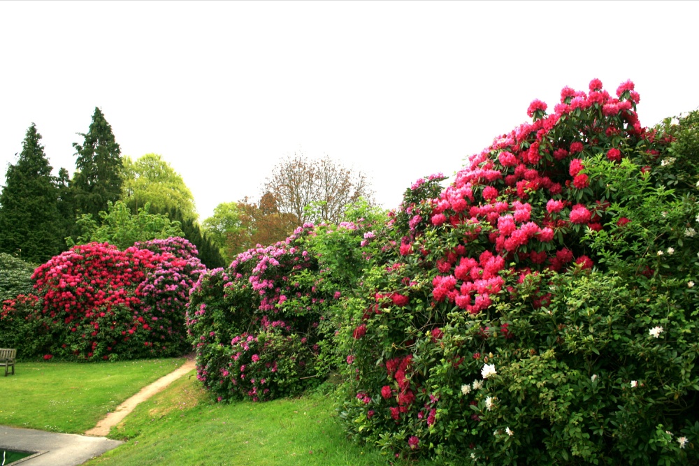 Spring colours at Nidd.