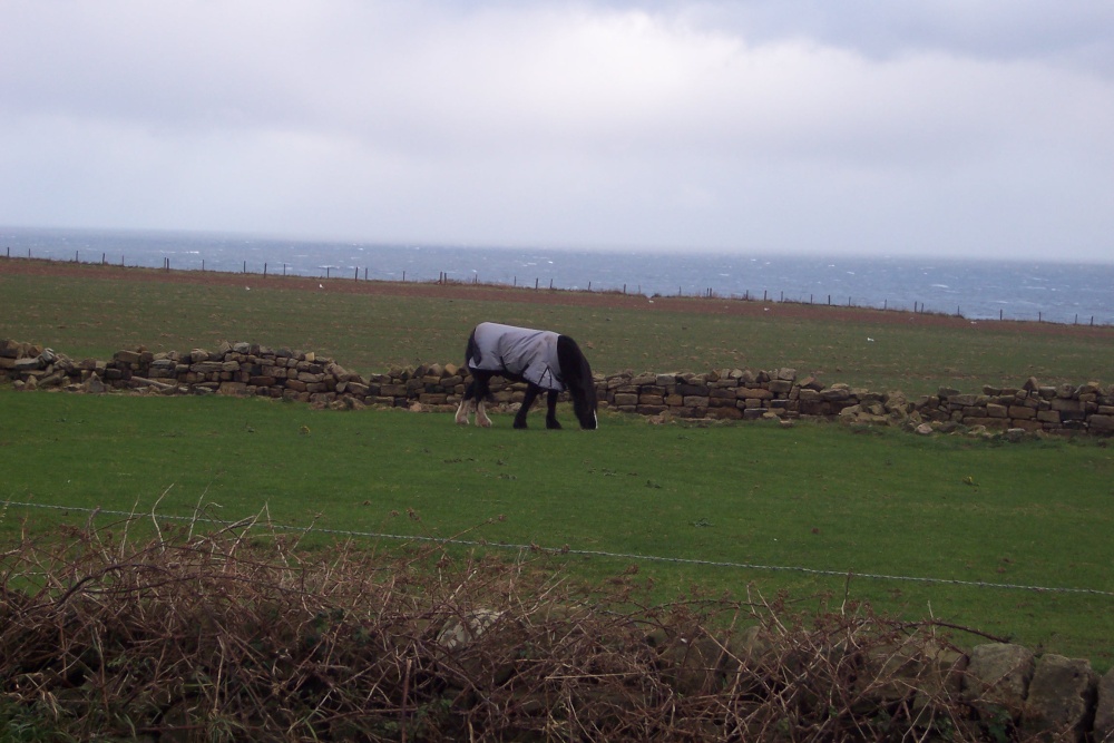 Grazing on a North Sea Bluff 2