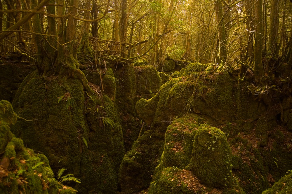 Photograph of Puzzlewood