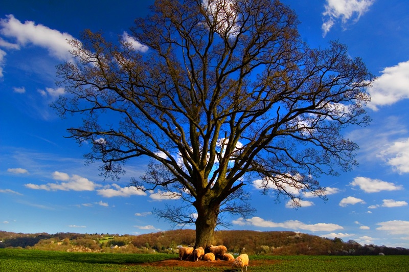Photograph of Tree