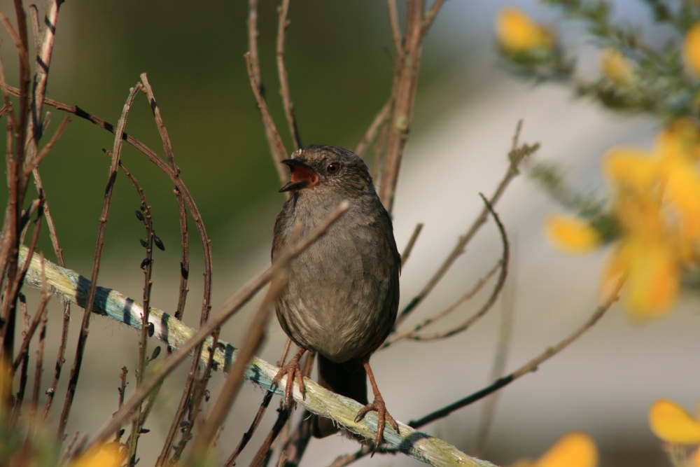 Singing sparrow