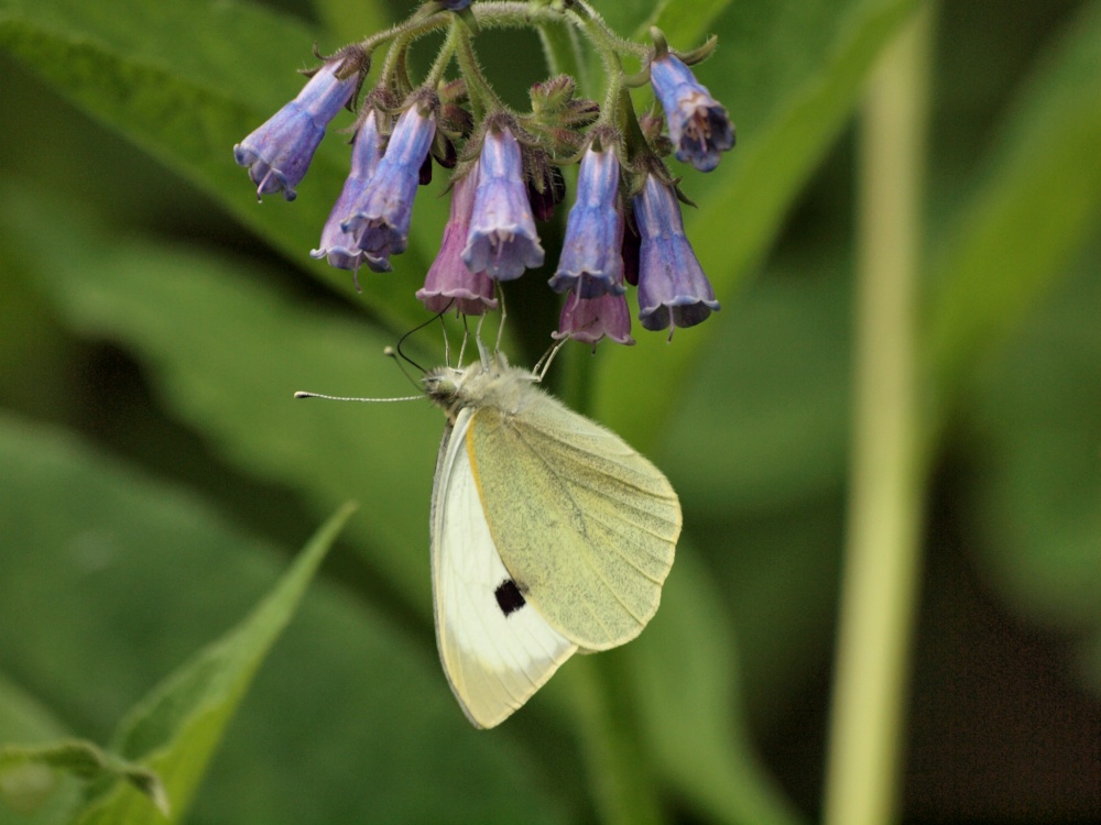 Butterfly and Blue Comfrey, Steeple Claydon, Bucks