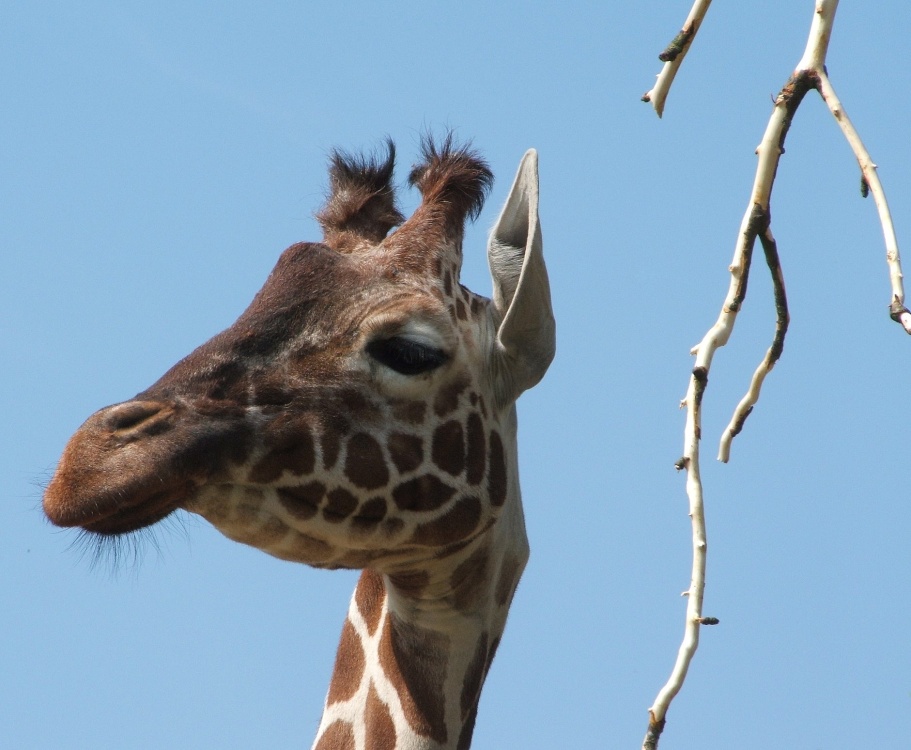 Whipsnade wild animal park