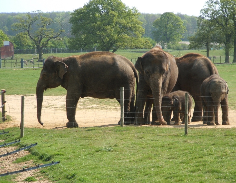Photograph of Whipsnade wild animal park