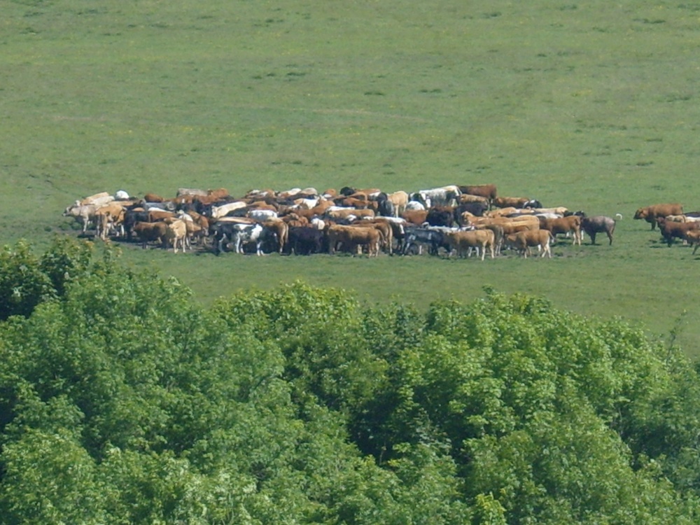 Cattle on Town Moor