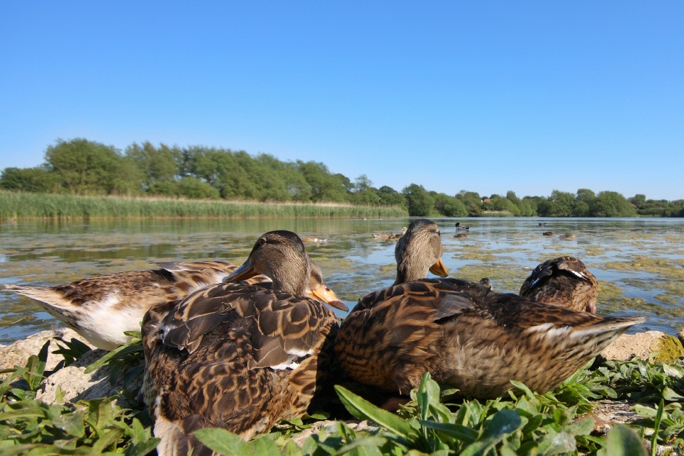 Photograph of Hornsea 7