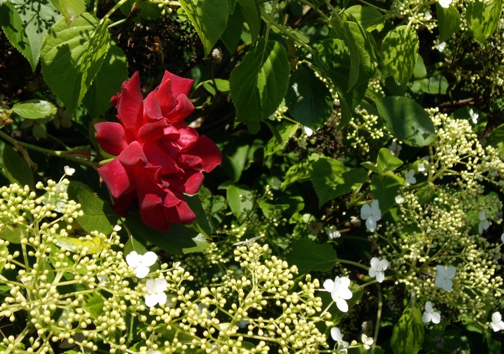 Crook Hall Gardens, Durham City