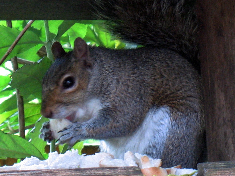 Squirrel on a bird feeder