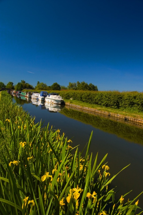 Canal flowers