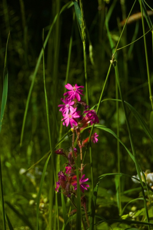 Flowers in the grass