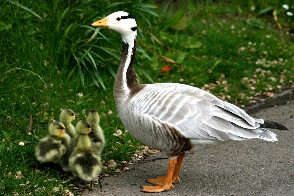 Bar-Headed Goose with chicks.