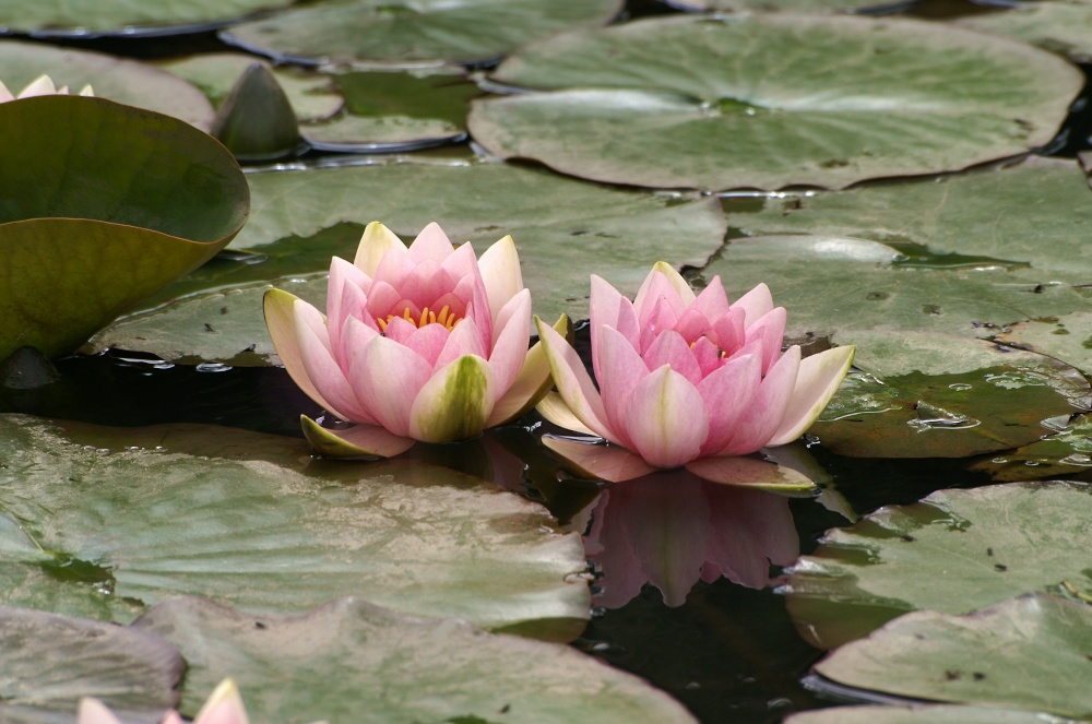 Water Lillies.
