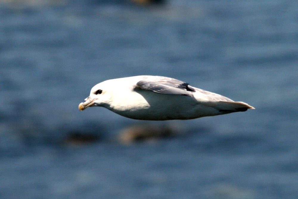 Fulmar