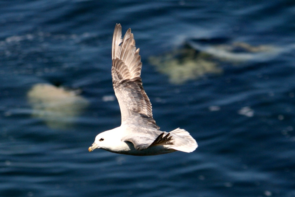 Fulmar