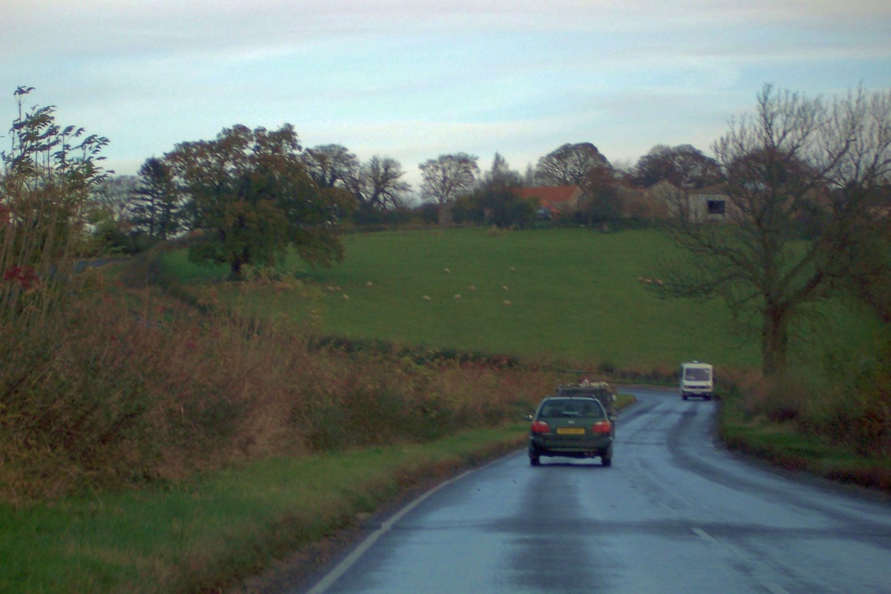 Sheep near Oswaldkirk, North Yorkshire