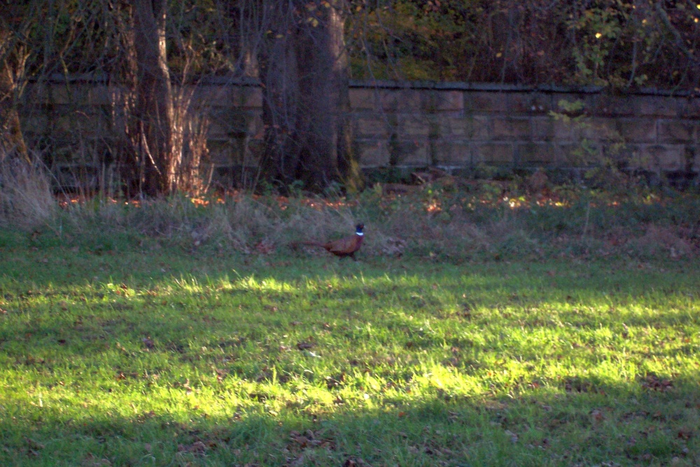 Photograph of Ringneck Pheasant Near Brandsby, North Yorkshire