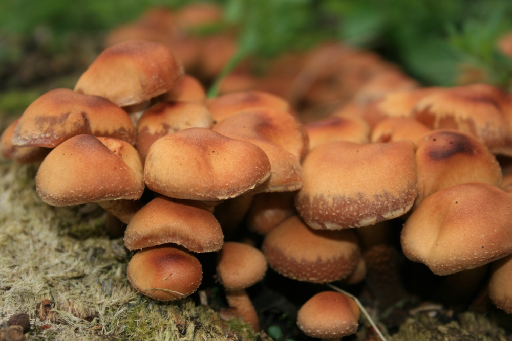 Photograph of Toadstools