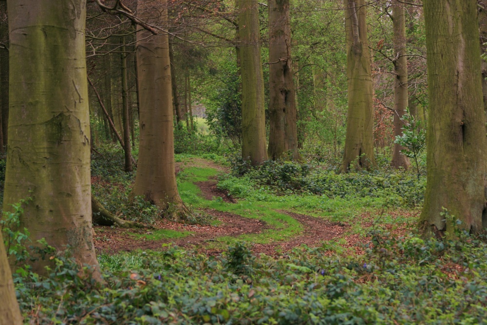 Photograph of Woods near Lockington