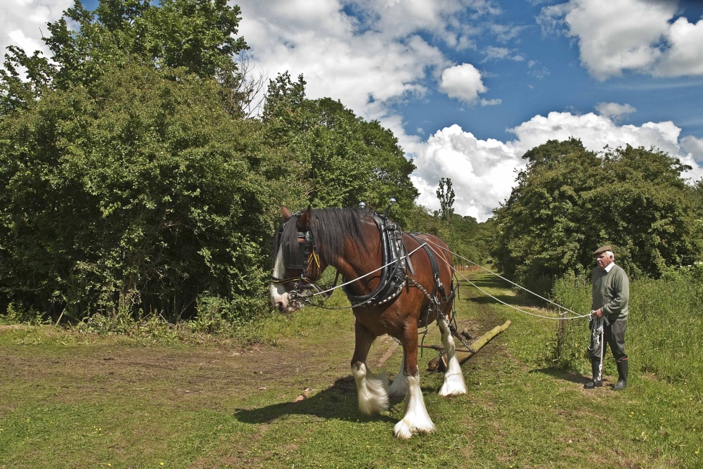 Photograph of Working horse