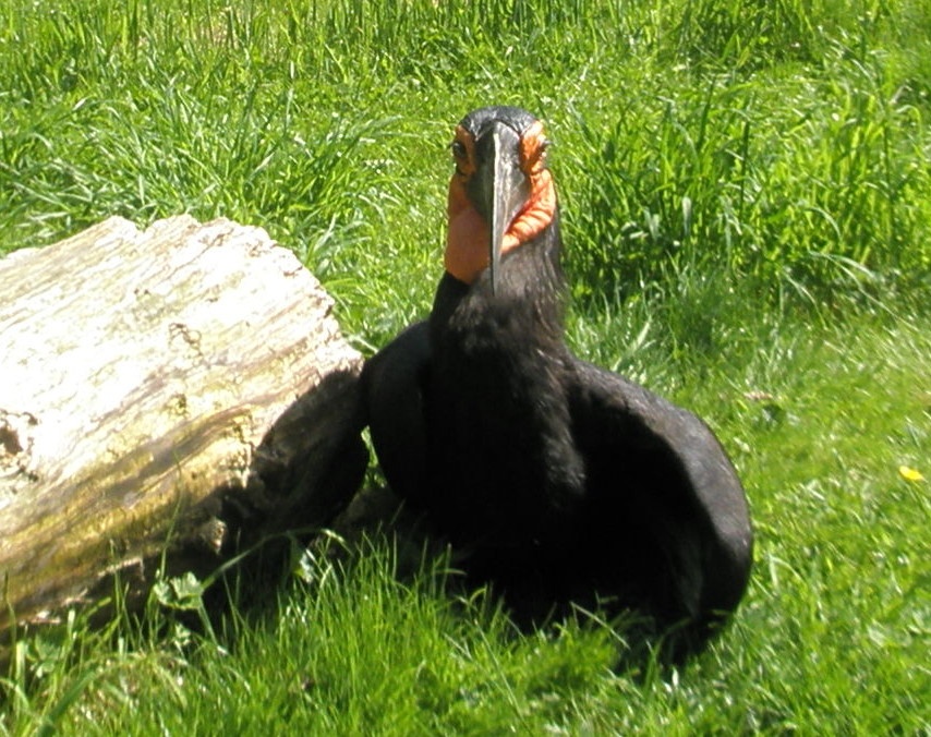 Bird Park  Lotherton Hall