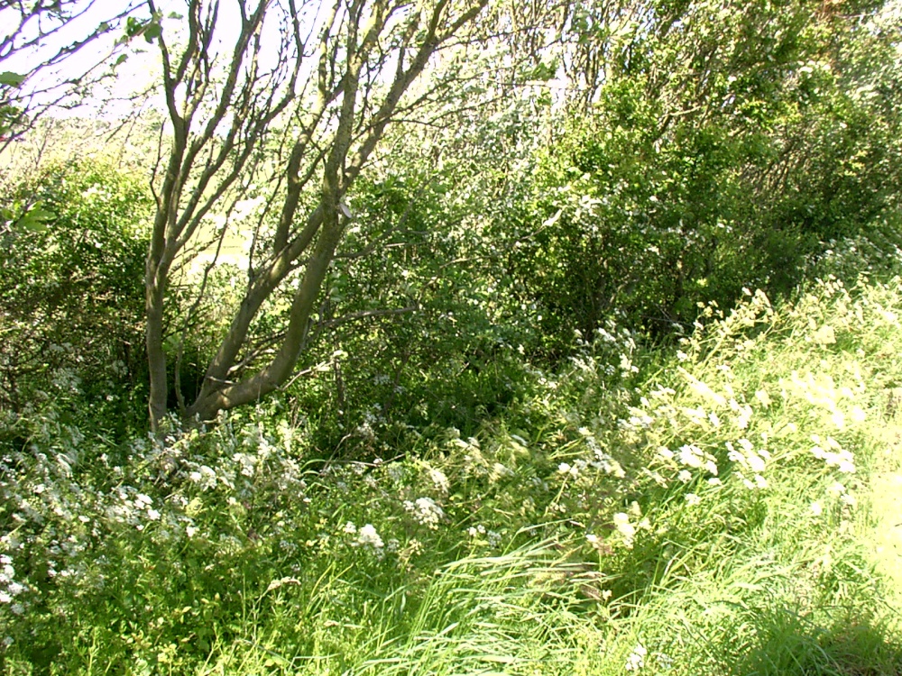 A wild hedgerow, Cleveleys