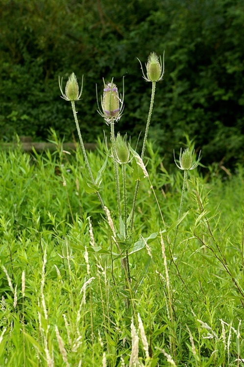 Just a lot of weeds.
